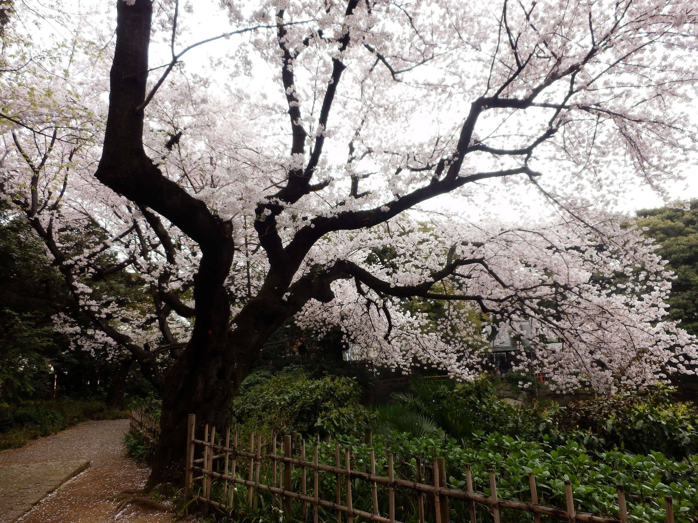 花の滝～The flurry of cherry blossoms /月一新曲#9